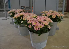 Een variëteit van Armada in hun Pot Chrysantemums was de Beauty Elegant Pink. Dit soort wordt ook enkel geteeld door Theo Nederpelt. Dat hij zo dubbelkleurig is maakt het écht uniek.
